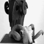 5_Widder