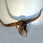 4_Stierschaedel_1