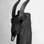 5_Antilope