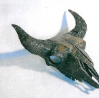 4_Büffelschädel